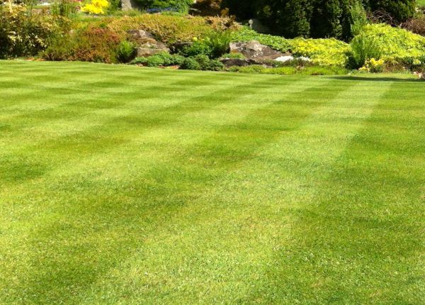 Cost of Commercial Grass Cutting in Little Rock