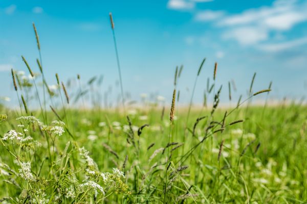 Cost of High Grass Trimming in Little Rock