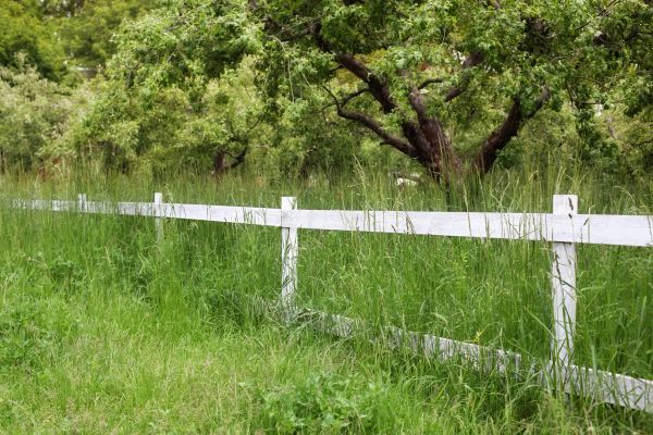 Cost of Fence Line Trimming in Little Rock